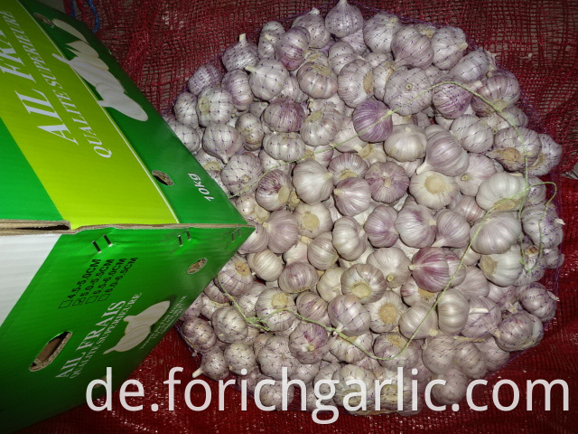 Size 5 0cm New Garlic